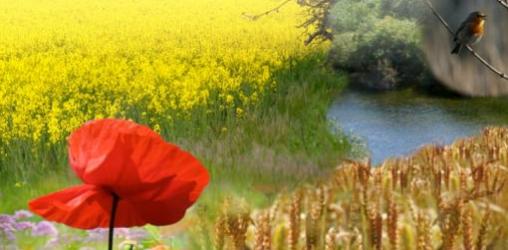 Les premiers États généraux des Abeilles