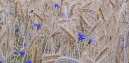 Prix / Surcoût des produits bio en supermarché : une étude biaisée