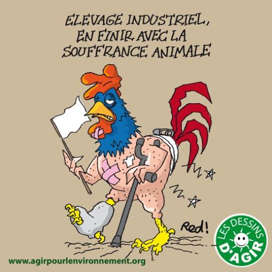 Elévage industriel, en finir avec la souffrance animale !