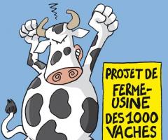 Ferme-usine des 1000 vaches : meeeuuuuh non !<